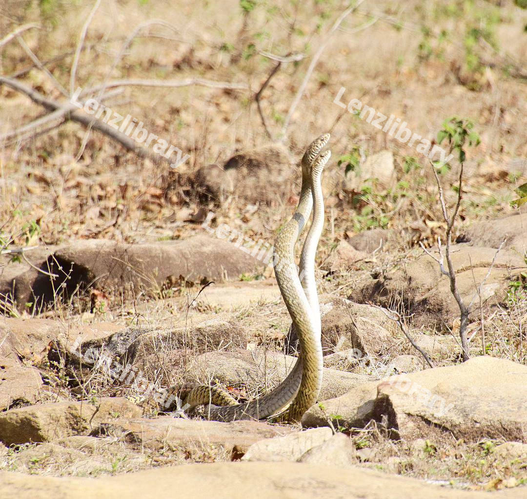 Two Cape cobras in the desert